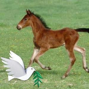 Meet your Posher, Dianne